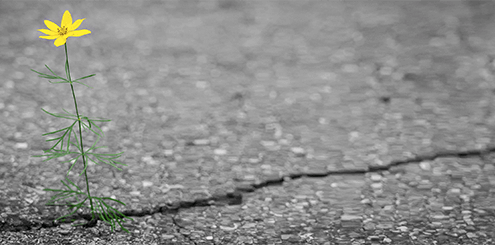 Resilienz: Blume, die aus dem Asphalt sprießt