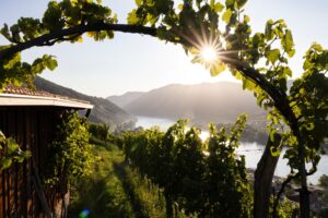 WNK_Spitz_Tausendeimerberg © Donau_Niederösterreich_Barbara_Elser